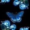 butterfly34654